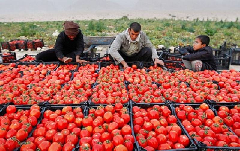 کشاورزان جنوب کرمان در آستانه فصل برداشت غافلگیر شدند